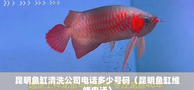昆明魚缸清洗公司電話多少號碼（昆明魚缸維修電話）