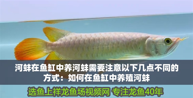 河蚌在魚缸中養(yǎng)河蚌需要注意以下幾點不同的方式：如何在魚缸中養(yǎng)殖河蚌