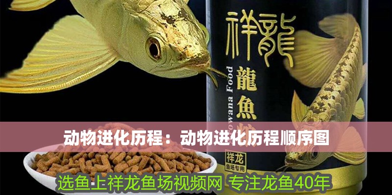 動物進化歷程：動物進化歷程順序圖