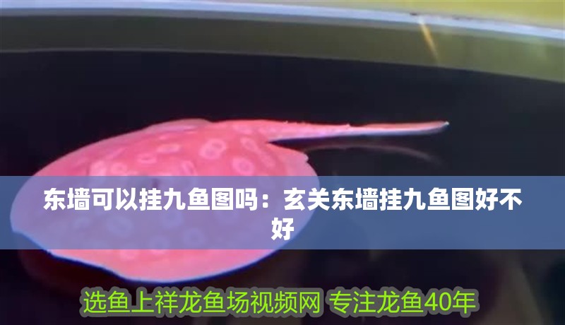 東墻可以掛九魚圖嗎：玄關東墻掛九魚圖好不好