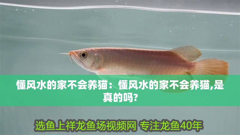 懂風水的家不會養貓:懂風水的家不會養貓,是真的嗎?