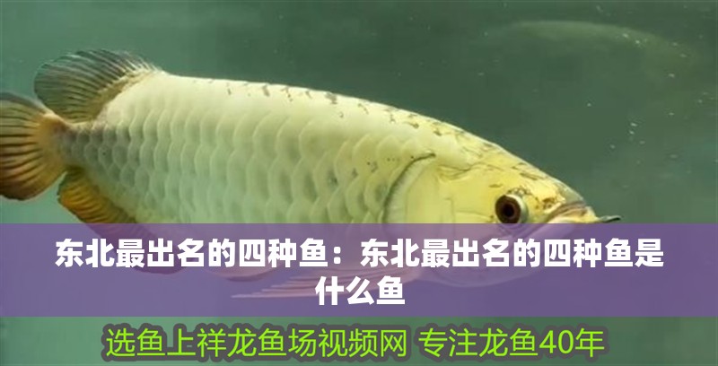 東北最出名的四種魚：東北最出名的四種魚是什么魚