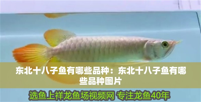 東北十八子魚有哪些品種：東北十八子魚有哪些品種圖片