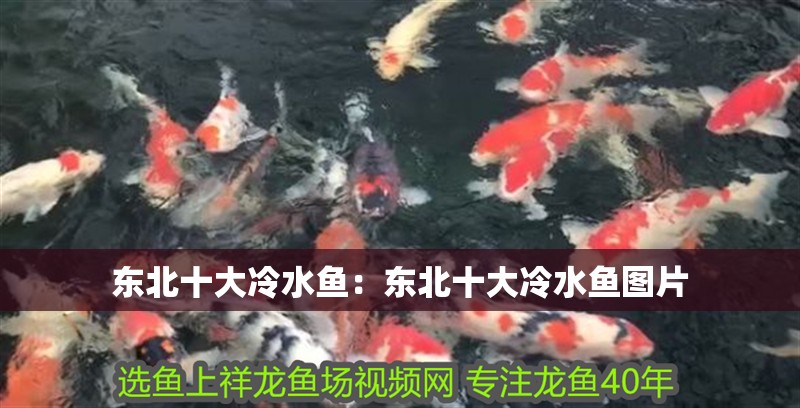 東北十大冷水魚：東北十大冷水魚圖片