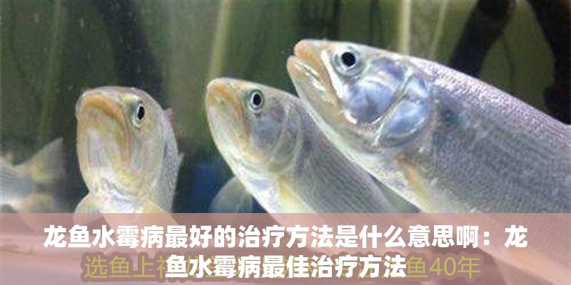 龍魚(yú)水霉病最好的治療方法是什么意思?。糊堲~(yú)水霉病最佳治療方法