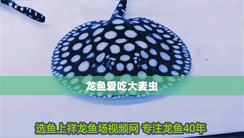 龍魚愛吃大麥蟲