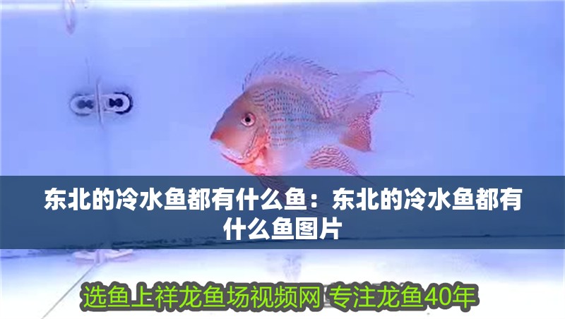 東北的冷水魚都有什么魚：東北的冷水魚都有什么魚圖片 東北的冷水魚都有什么魚：東北的冷水魚都有什么魚圖片 龍魚百科 第1張