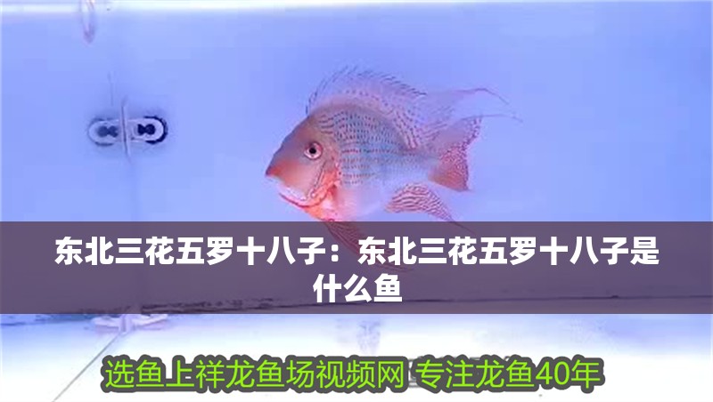 東北三花五羅十八子：東北三花五羅十八子是什么魚