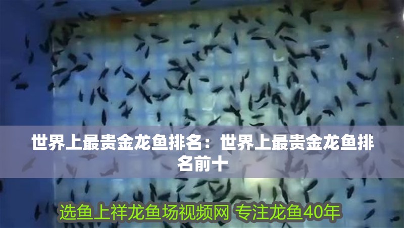 世界上最貴金龍魚排名：世界上最貴金龍魚排名前十