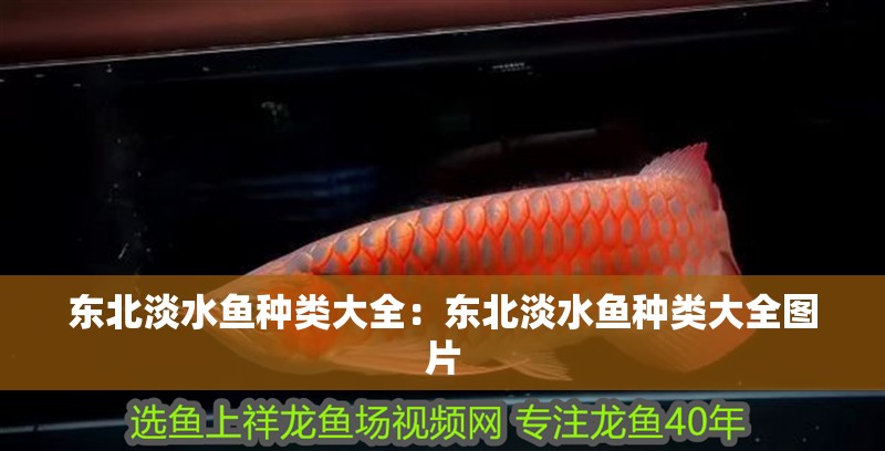 東北淡水魚種類大全：東北淡水魚種類大全圖片