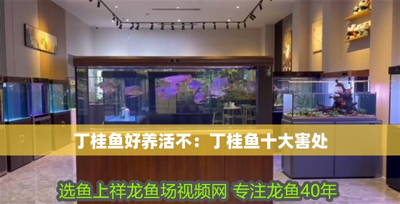 丁桂魚好養活不：丁桂魚十大害處 丁桂魚好養活不：丁桂魚十大害處 龍魚百科 第1張
