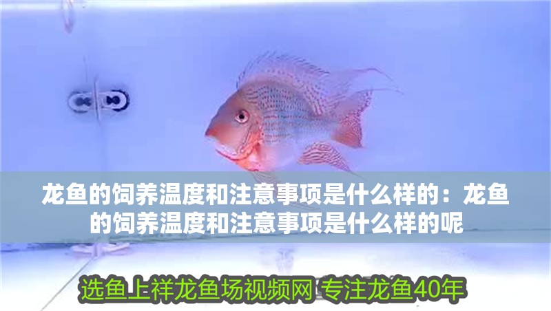 龍魚的飼養溫度和注意事項是什么樣的:龍魚的飼養溫度和注意事項是什么樣的呢