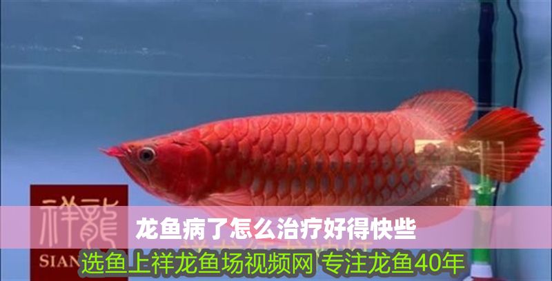 龍魚病了怎么治療好得快些 龍魚百科 第2張 龍魚病了怎么治療好得快些 龍魚病了怎么治療好得快些 龍魚百科 第2張