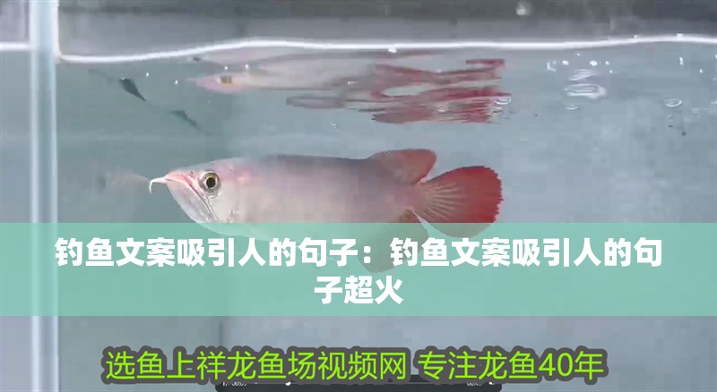 釣魚文案吸引人的句子：釣魚文案吸引人的句子超火