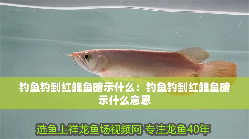 釣魚釣到紅鯉魚暗示什么：釣魚釣到紅鯉魚暗示什么意思