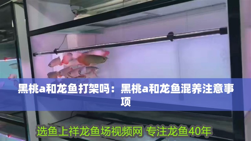 黑桃a和龍魚打架嗎：黑桃a和龍魚混養注意事項