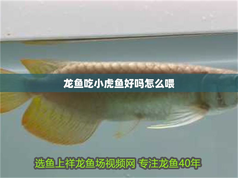 龍魚吃小虎魚好嗎怎么喂