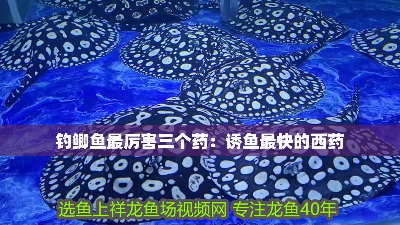 釣鯽魚最厲害三個藥：誘魚最快的西藥