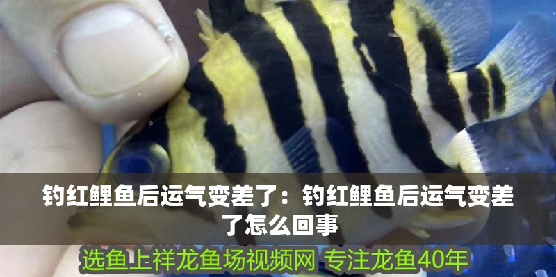 釣紅鯉魚后運(yùn)氣變差了：釣紅鯉魚后運(yùn)氣變差了怎么回事