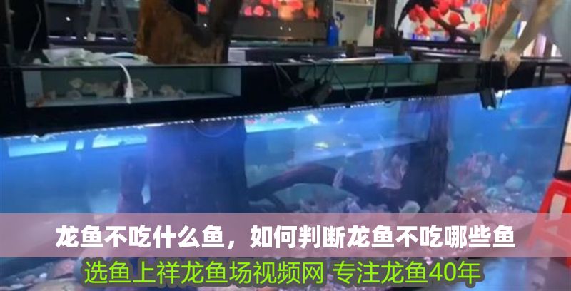 龍魚不吃什么魚，如何判斷龍魚不吃哪些魚