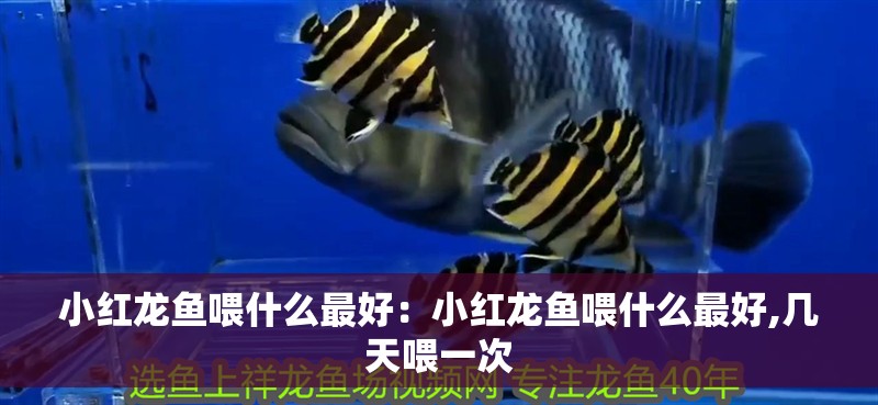 小紅龍魚喂什么最好：小紅龍魚喂什么最好,幾天喂一次