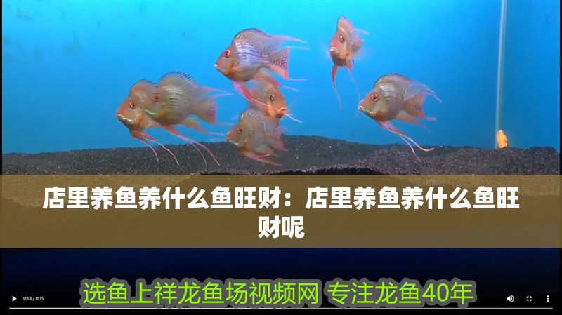 店里養魚養什么魚旺財：店里養魚養什么魚旺財呢