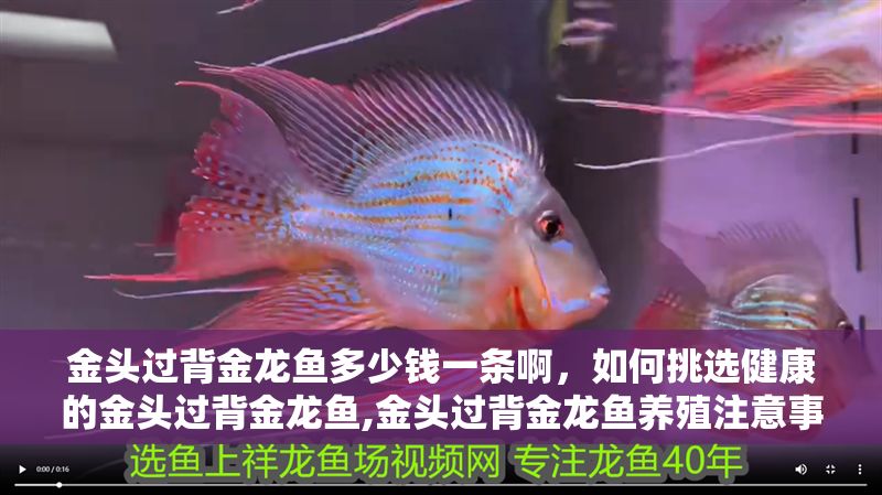 金頭過背金龍魚多少錢一條啊，如何挑選健康的金頭過背金龍魚,金頭過背金龍魚養(yǎng)殖注意事項