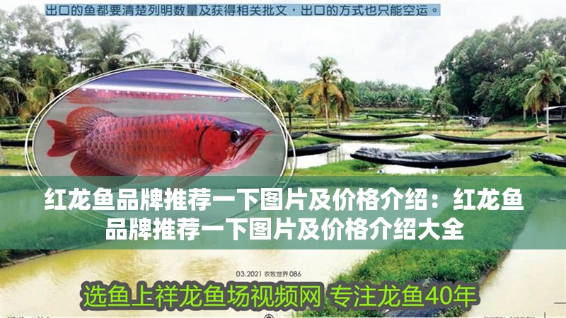 紅龍魚品牌推薦一下圖片及價格介紹:紅龍魚品牌推薦一下圖片及價格介紹大全