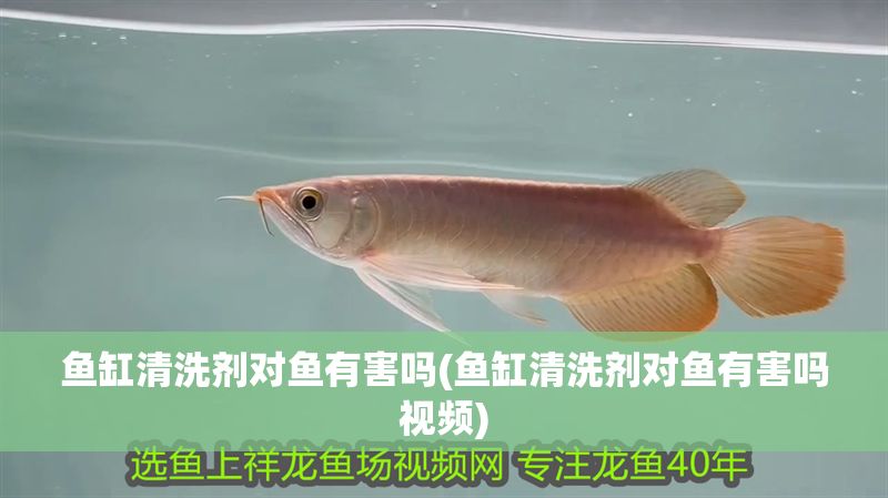 魚缸清洗劑對魚有害嗎(魚缸清洗劑對魚有害嗎視頻)