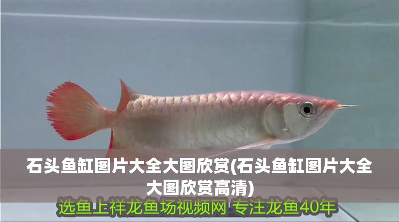 石頭魚缸圖片大全大圖欣賞(石頭魚缸圖片大全大圖欣賞高清)