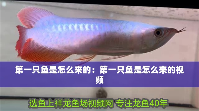 第一只魚是怎么來的：第一只魚是怎么來的視頻