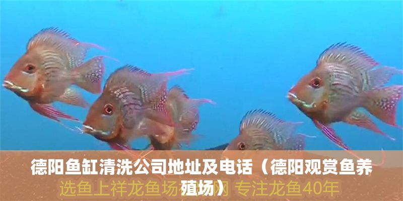 德陽魚缸清洗公司地址及電話（德陽觀賞魚養(yǎng)殖場）