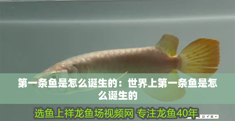 第一條魚是怎么誕生的：世界上第一條魚是怎么誕生的