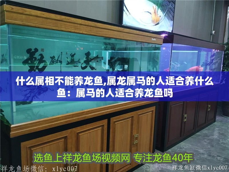 什么屬相不能養龍魚,屬龍屬馬的人適合養什么魚：屬馬的人適合養龍魚嗎