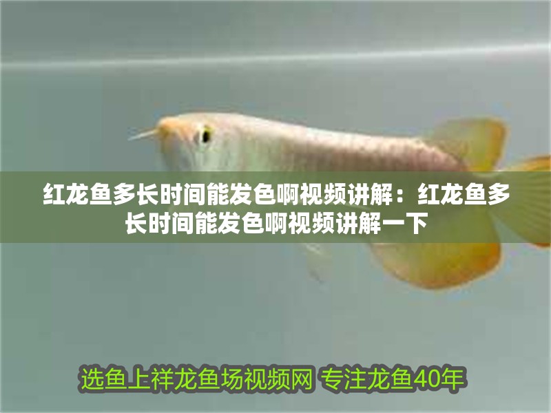紅龍魚多長時間能發色啊視頻講解：紅龍魚多長時間能發色啊視頻講解一下