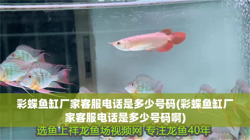 彩蝶魚缸廠家客服電話是多少號(hào)碼(彩蝶魚缸廠家客服電話是多少號(hào)碼啊)