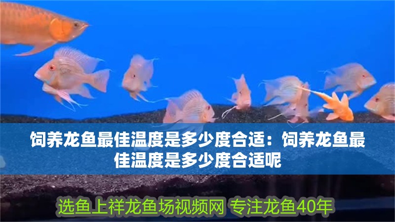飼養龍魚最佳溫度是多少度合適：飼養龍魚最佳溫度是多少度合適呢