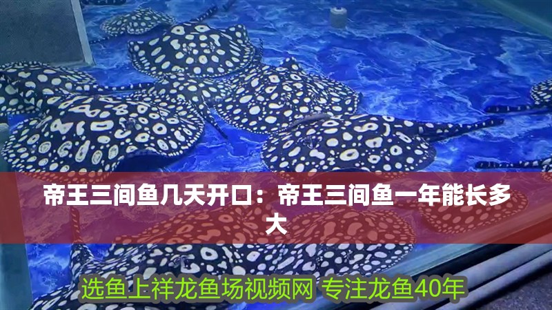 帝王三間魚幾天開口：帝王三間魚一年能長多大