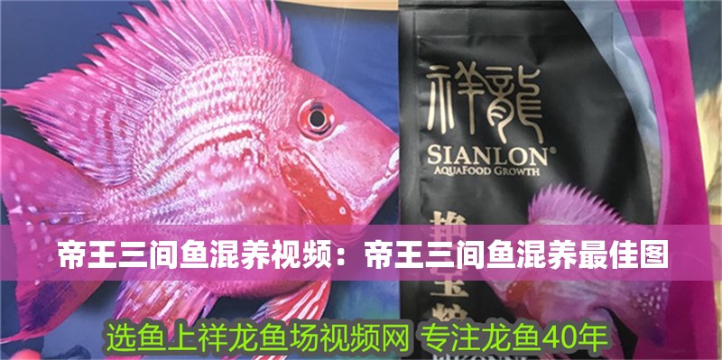 帝王三間魚混養視頻：帝王三間魚混養最佳圖