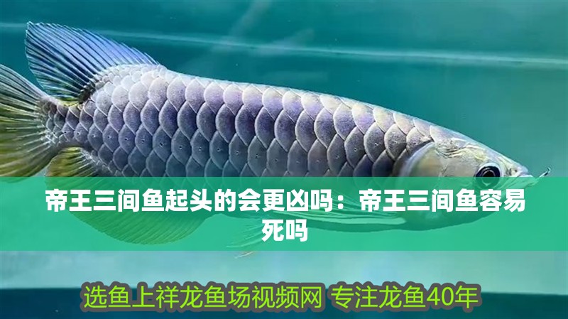 帝王三間魚起頭的會更兇嗎：帝王三間魚容易死嗎