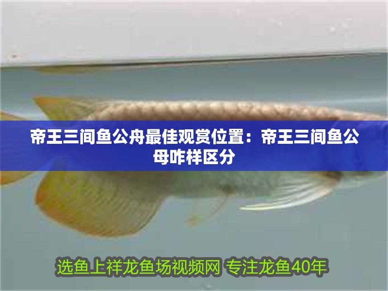 帝王三間魚公舟最佳觀賞位置：帝王三間魚公母咋樣區分