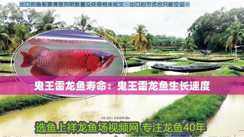 鬼王雷龍魚壽命：鬼王雷龍魚生長速度