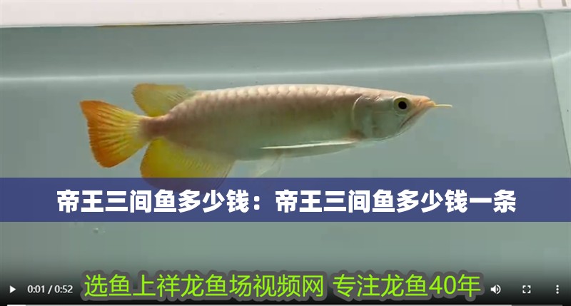 帝王三間魚多少錢：帝王三間魚多少錢一條