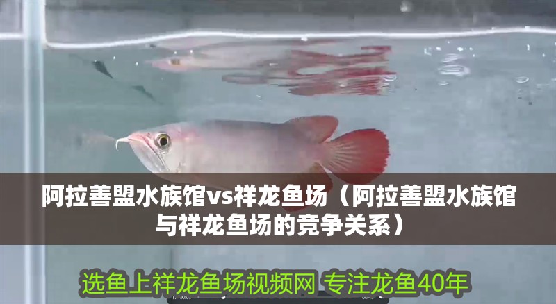 阿拉善盟水族館vs祥龍魚場（阿拉善盟水族館與祥龍魚場的競爭關系）