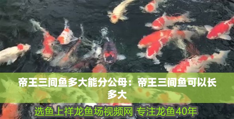 帝王三間魚多大能分公母：帝王三間魚可以長多大