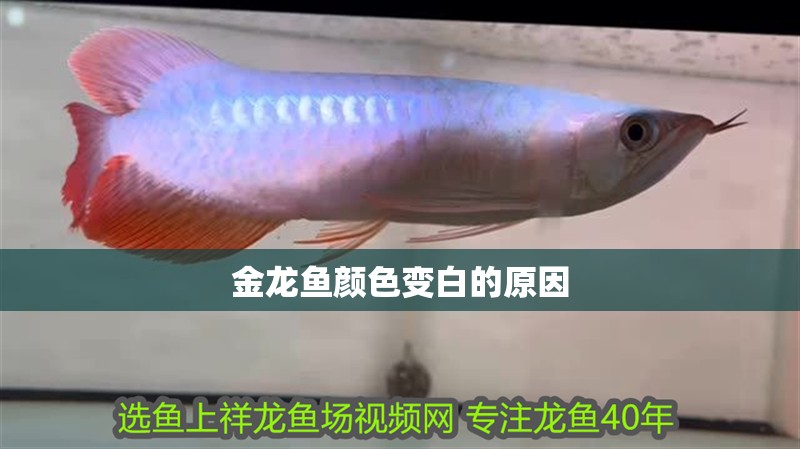 金龍魚顏色變白的原因
