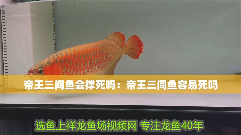 帝王三間魚會(huì)撐死嗎：帝王三間魚容易死嗎