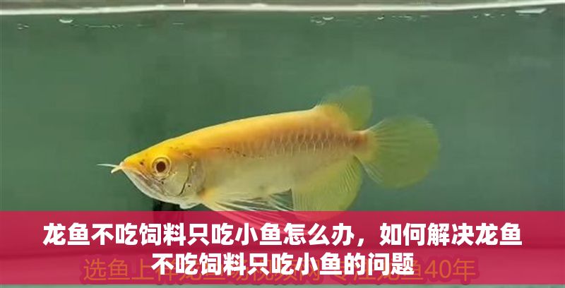 龍魚不吃飼料只吃小魚怎么辦，如何解決龍魚不吃飼料只吃小魚的問題
