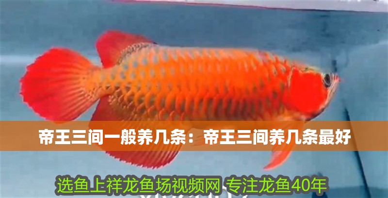 帝王三間一般養幾條：帝王三間養幾條最好