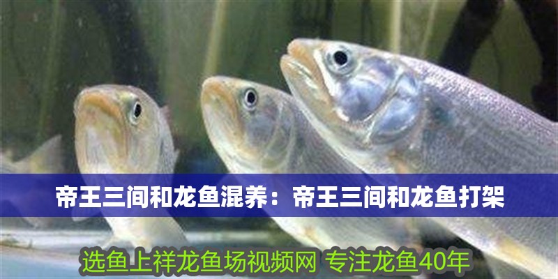 帝王三間和龍魚混養：帝王三間和龍魚打架